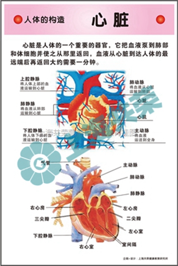 人體的構(gòu)造--心臟 人體的構(gòu)造--心臟